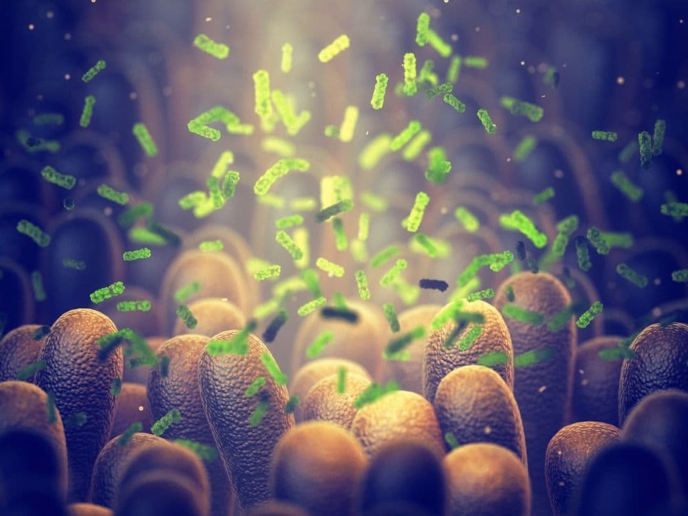 A microscopic view of bacteria and microorganisms