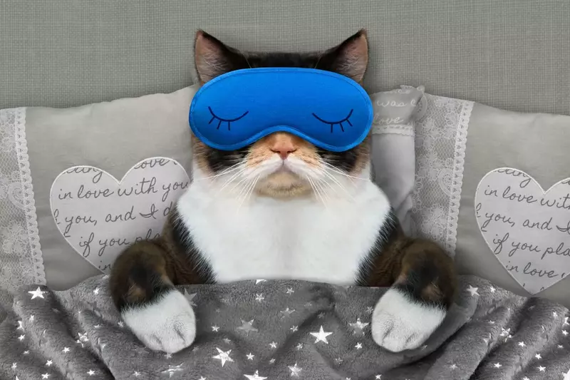stockphoto cat in bed with mask drautoimmune