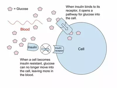Hormones-101-Part-3_-Insulin-Resistance